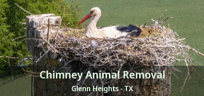 Chimney Animal Removal Glenn Heights - TX