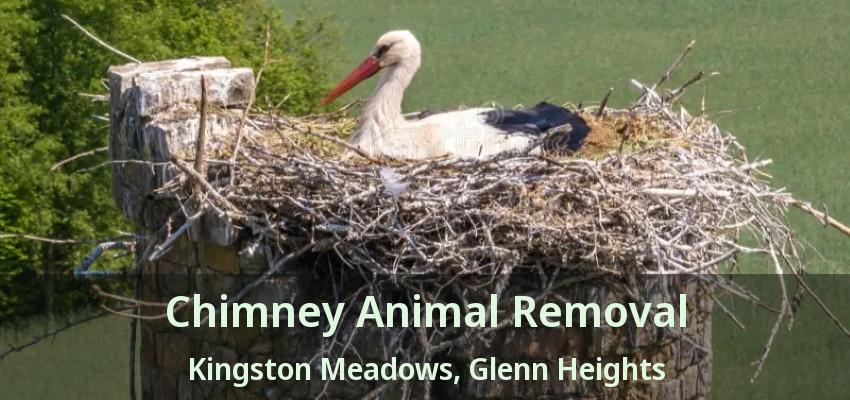 Chimney Animal Removal Kingston Meadows, Glenn Heights - TX